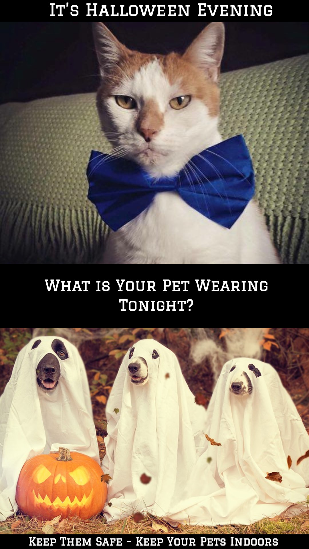Halloween for pets: There are costumes they will wear and those they won't. 